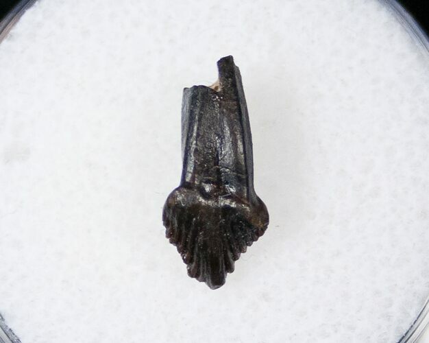 Rooted Pachycephalosaurus Tooth #16049